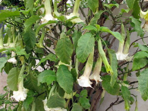 Brugmansia arborea (8)