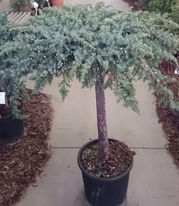 Juniperus-Schlager-+-Blue-Pacific