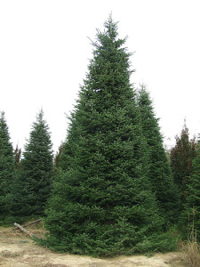 abies normanniana